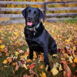 Luci - Labrador Retriever