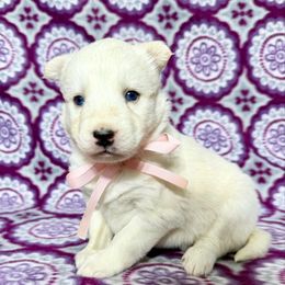 Pup S2 ( Daisy) - White Siberian Husky puppy in Lunenburg, Vermont from SNOW WOOLY HUSKY