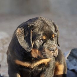 Rottweiler Puppies from Midnight Rottweilers