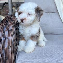 Tilly - Tri-color female Bernedoodle puppy in Holtwood, Pennsylvania from Country Ridge Puppies