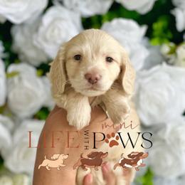Marlow - Cream male Dachshund puppy in Palm Bay, Florida from Life With Mini Paws