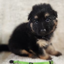 DK Green Collar - Black and tan German Shepherd puppy in Deer Park, Alabama from Von Richardson Elite German Shepherds
