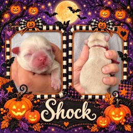Shock - Cream and white female Shih Tzu puppy in Connersville, Indiana from Sugar and Spice Shihtzus