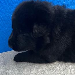Girl 7-green - Black female German Shepherd puppy in Sharon Grove, Kentucky from Julie’s Shepherds
