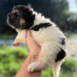 Longbottom - Black male Chinese Shar-Pei puppy in Lehigh Acres, Florida from Florida Wrinkles
