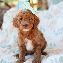 Reese - Red  female Goldendoodle puppy in Wake Forest, North Carolina from Dreamcoat Doodles