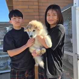 Sugar Plum - Sable and white female Alaskan Malamute puppy in Brookwood, Alabama from Sunset Malamutes