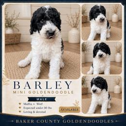 Barley - Parti male Goldendoodle puppy in Macclenny, Florida from Baker County Goldendoodles