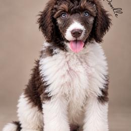 Lil (Service Dog Prospect) - Parti female Poodle puppy in Spring Hills, Florida from The Olympus Standard Poodle
