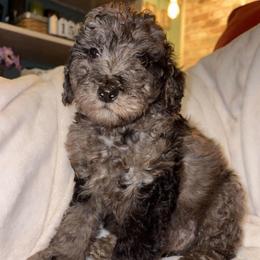 Girl 3 - Merle female Goldendoodle puppy in Holly, Colorado from Vida’s Loving Doodles