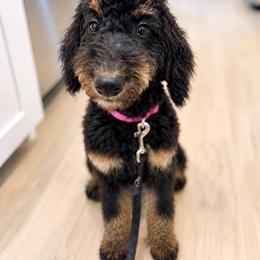 Wonder Woman - Phantom female Poodle puppy in Caldwell, Idaho from Boise Doodle Co.