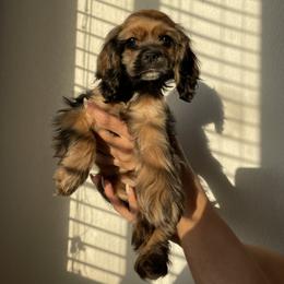 Cocker Spaniel Puppies from SassyCockerG