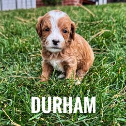 Durham - Red  male Goldendoodle puppy in Bountiful, Utah from Red Brick Doodles