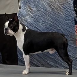 Boston Terrier puppies from Whispering Willows