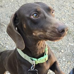 Coco - Dachshund