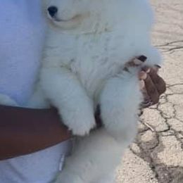 Samoyeds and Siberian Huskies from Snow Pups