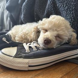 Ozzy - Poodle