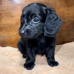 Onyx - Black female Dachshund puppy in Wytheville, Virginia from Dippin’ Dachs mini dachshunds