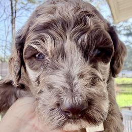 Madeline - Merle female Goldendoodle puppy in Wake Forest, North Carolina from Wake Forest Darling Doodles