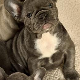 Dom - Blue male French Bulldog puppy in Glen Ellen, California from Frenchie’s of Glen Ellen