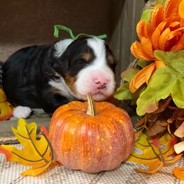 Oakley - Tri-color male Bernedoodle puppy in Gilbert, Arizona from The Berne Barn... it’s a Doodle thing!