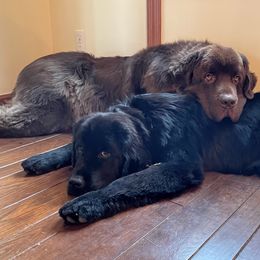 Newfoundlands from Cedar Newfoundlands