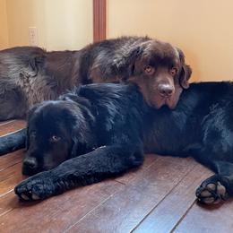 Newfoundlands from Cedar Newfoundlands