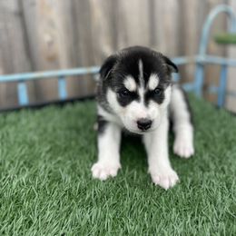 Siberian Husky Puppies from Husky Love and Pups