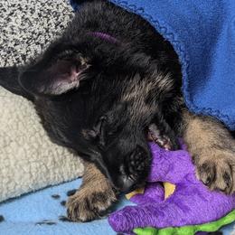 German Shepherd Puppies from Reign Land