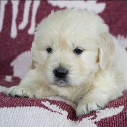Freddie - Light golden male Golden Retriever puppy in Saint Joe, Indiana from Golden Acres Farm