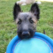 Belgian Laekenois Puppies from Chiens de Rafale