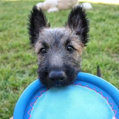 Belgian Laekenois Puppies from Chiens de Rafale