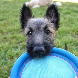Belgian Laekenois Puppies from Chiens de Rafale