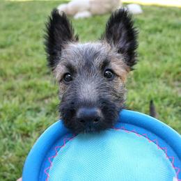 Belgian Laekenois Puppies from Chiens de Rafale