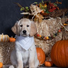 Grey - Golden male Golden Retriever puppy in Donnelly, Idaho from Valley County Goldens