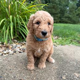 Light Blue - Girl - Red  female Goldendoodle puppy in Kent City, Michigan from Hannah Mae Doodles