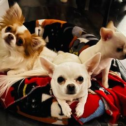 Chihuahua All Grown Up from OneLove Chihuahuas