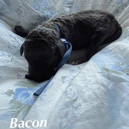 Bacon - Black male Goldendoodle puppy in Atlantic Beach, Florida from Glamorous Golden Doodles