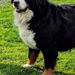 Bernese Mountain Dogs, Golden Mountain Dogs, and Golden Retrievers from Canyon Meadows Farm