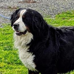 Bernese Mountain Dogs, Golden Mountain Dogs, and Golden Retrievers from Canyon Meadows Farm