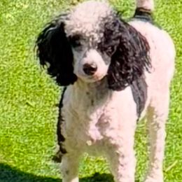 Goldendoodles and Poodles from Painted Rose Poodles and Doodles