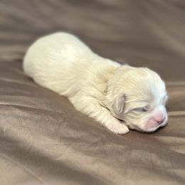 Brown Collar - Cream male Lhasa Apso puppy in Port Royal, Virginia from Hearth and Hound Family Farms