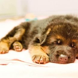 German Shepherd Puppies from vom Haus Jurincie
