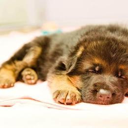 German Shepherd Puppies from vom Haus Jurincie
