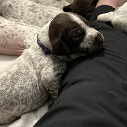 German Shorthaired Pointer Puppies from Bequest German Shorthaired Pointers
