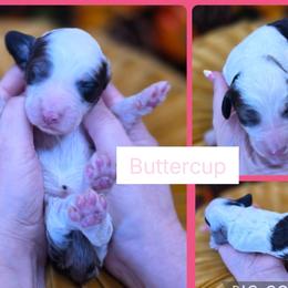Buttercup - Merle female Goldendoodle puppy in Decatur, Tennessee from Diamond's Doodles