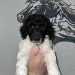 Madame Morrible - Parti female Poodle puppy in Chino Valley, Arizona from Whiskey Row Royals