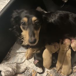 Velvet  - Dachshund