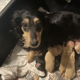 Velvet  - Dachshund