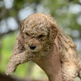 Red - Apricot male Poodle puppy in Dallas, Texas from Infinity Poodles